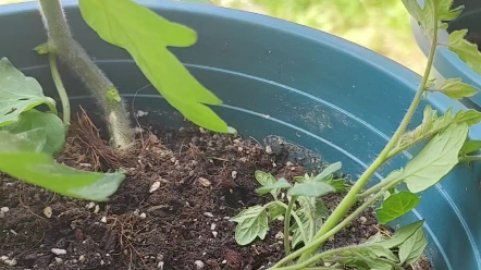 我的番茄日记之去侧芽(day55)