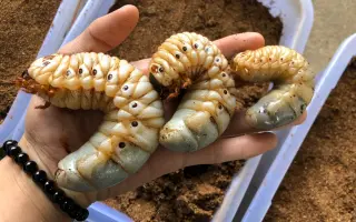 独角仙幼虫 搜索结果 哔哩哔哩 Bilibili 独角仙幼虫 搜索结果 哔哩哔哩 Bilibili