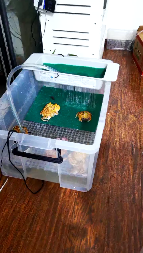 角蛙繁殖现场 别人欢愉单身狗在叫