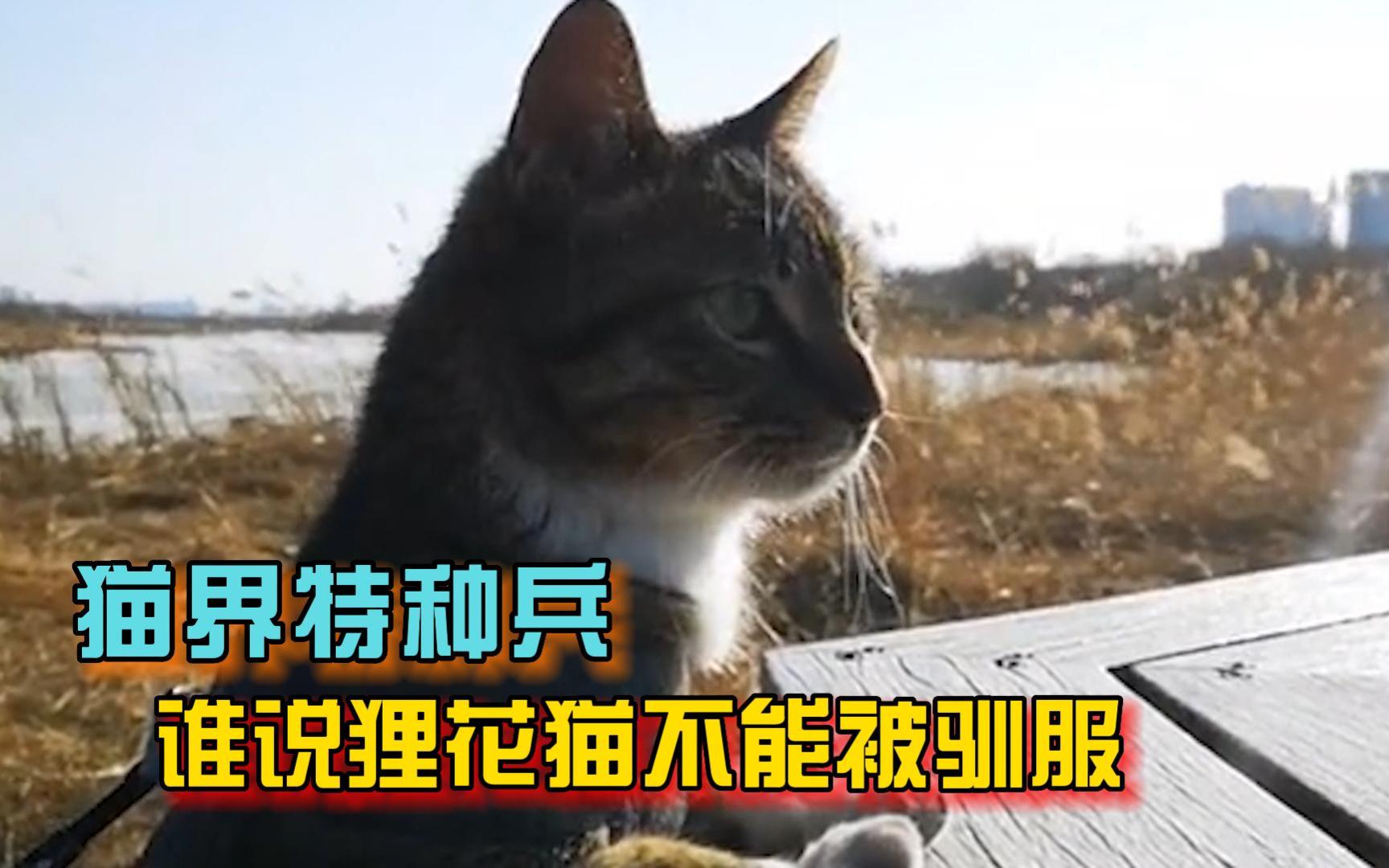 [图]流浪狸花猫遇贵人，变身中华特种喵，打破狸花猫不能被驯服的神话