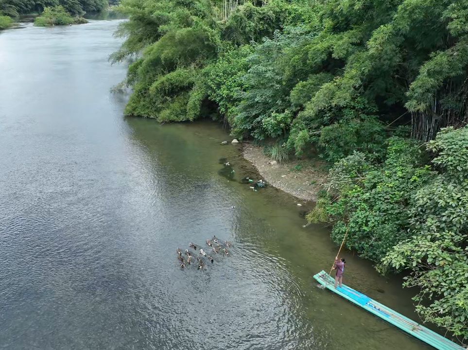 刘三姐的故乡山清水秀,阿姨家的鸭从来不回家,都是睡在河里哔哩哔哩bilibili