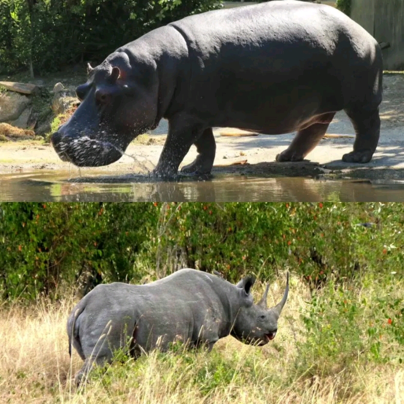 河马vs黑犀牛
