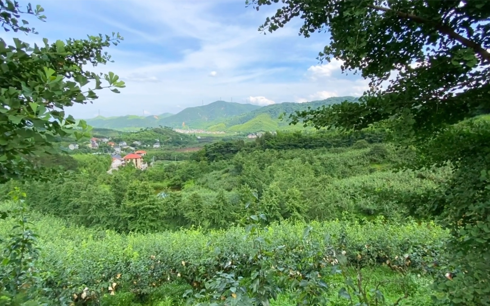 鸬鸟镇 | 前庄村,雅城村,仙佰坑村夏日美丽乡村之鸬鸟镇