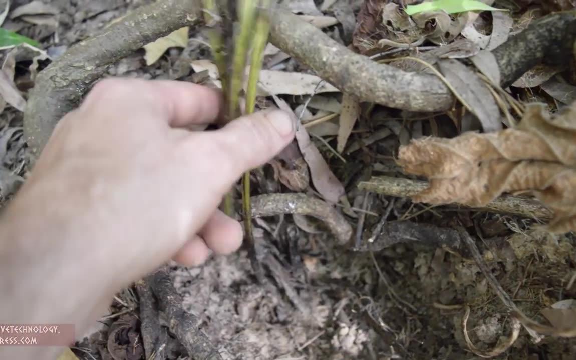 [图]原始技术 - 山药，培养和烹饪Primitive Technology- Yam, cultivate and cook