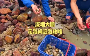 Tải video: 第18集｜深圳大鹏花海间赶海攻略（免费）