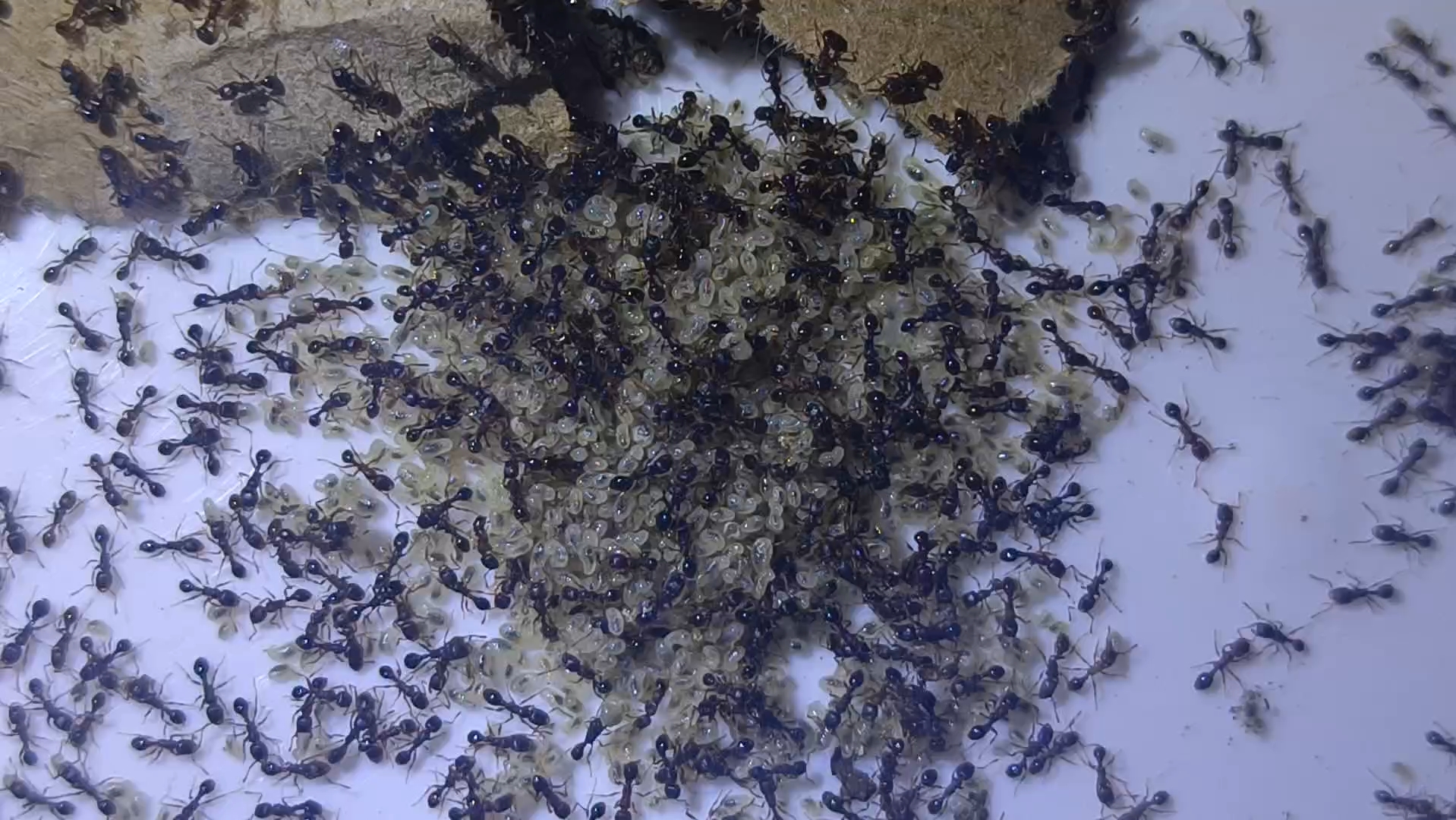 20后的津岛铺道蚁