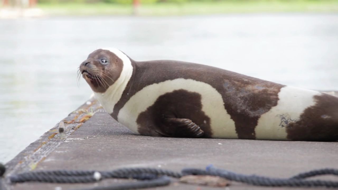 【环海豹】想吃炼乳脏脏包吗