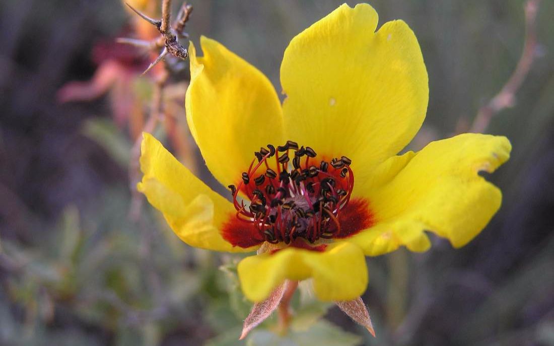 小檗叶蔷薇rosaberberifolia蔷薇科蔷薇属单叶蔷薇亚属天使之眼波斯