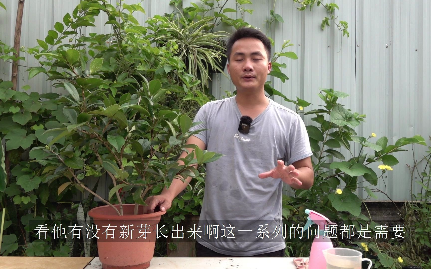 茶花叶子发黄怎么办?原因有很多,辨别清楚再治理效果更好哔哩哔哩bilibili