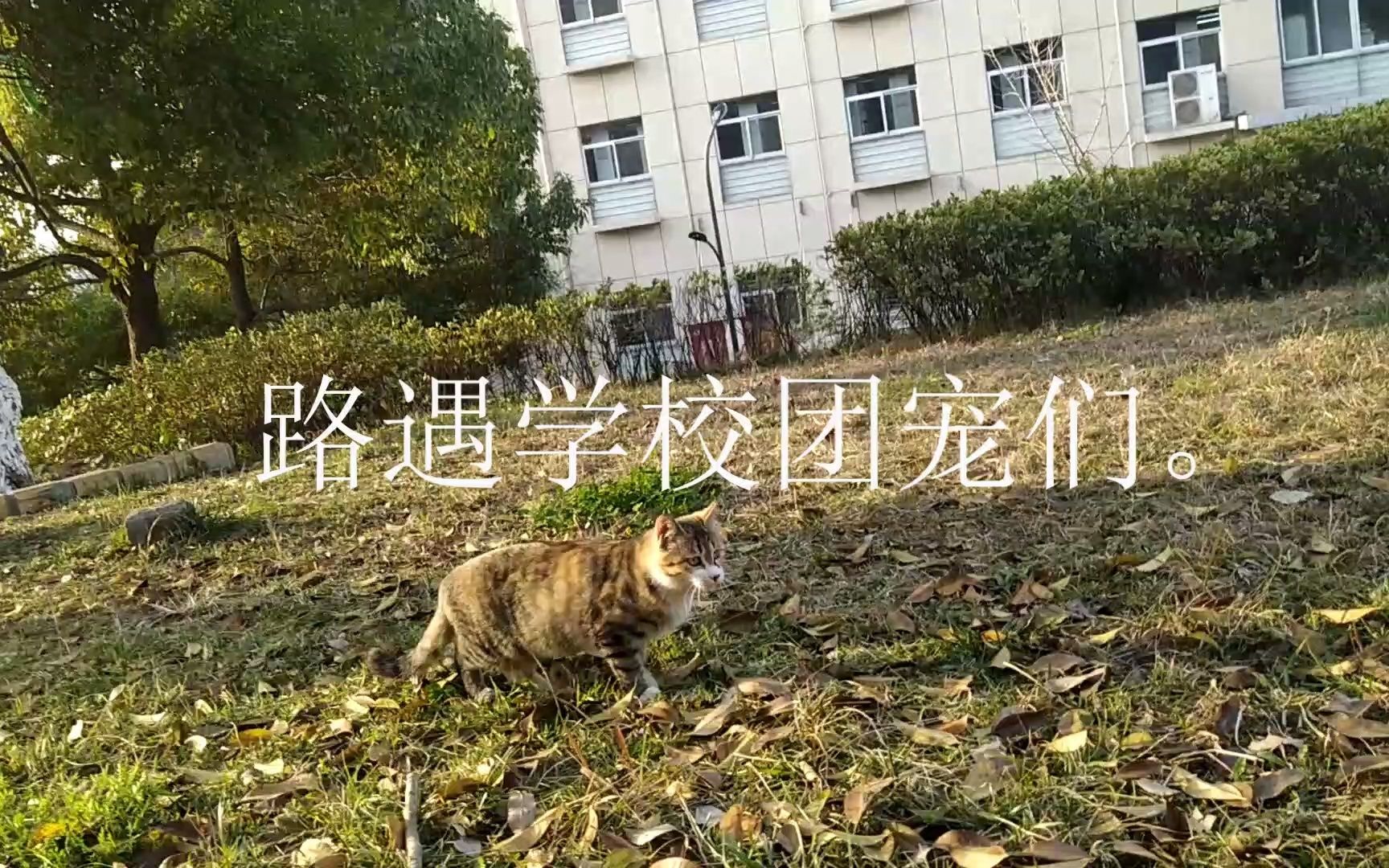 医学生的简单生活哔哩哔哩bilibili