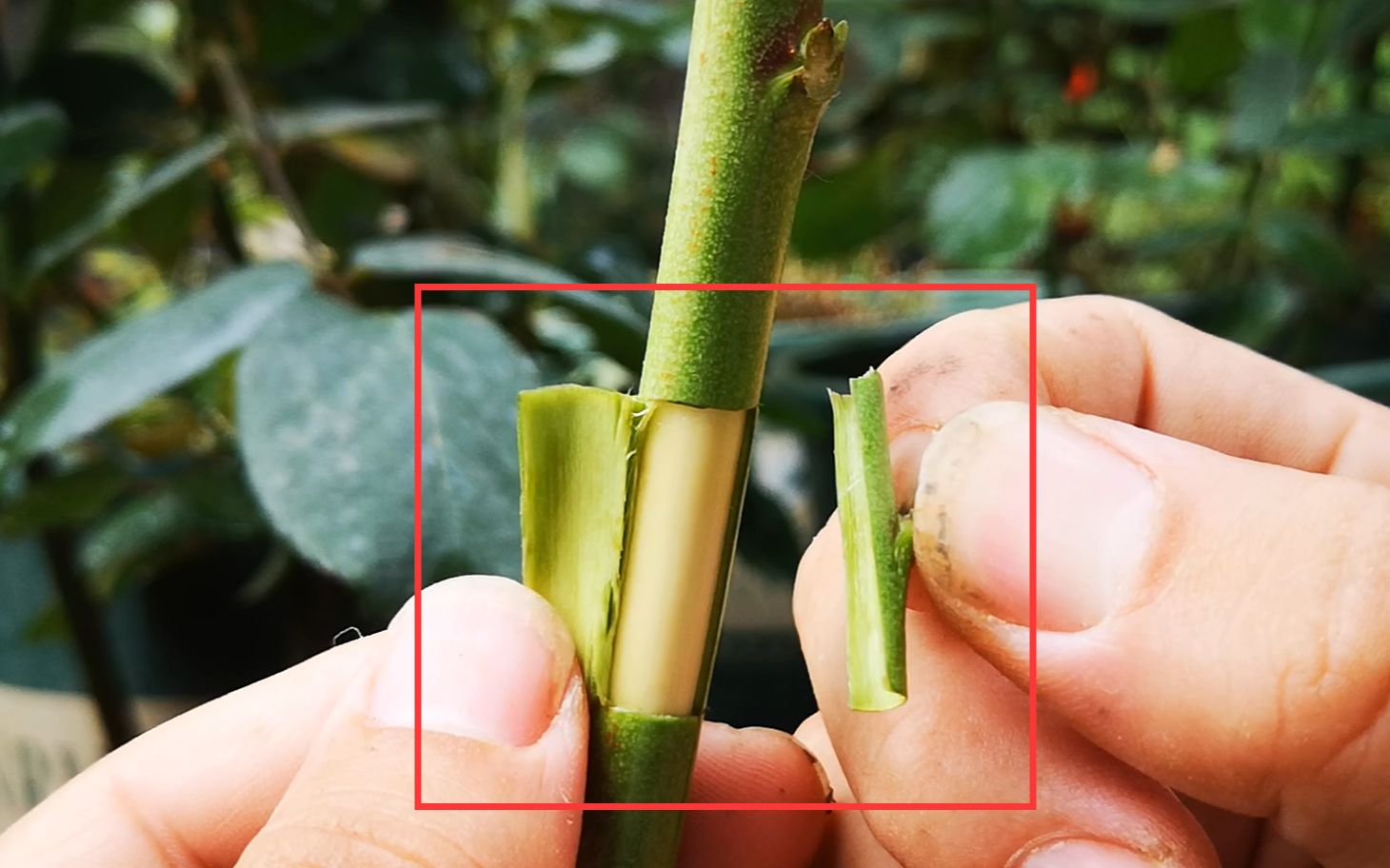 使用方块芽接,砧木树皮厚,接穗树皮薄,怎么才能紧密贴合?