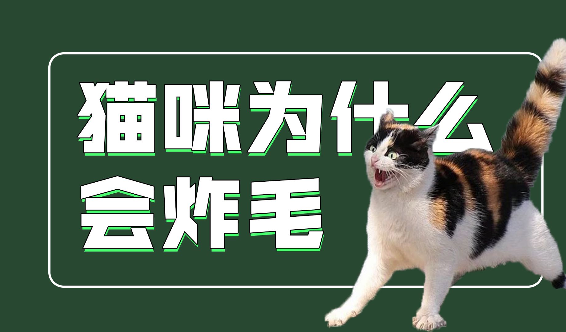 除了因为害怕,猫咪炸毛还因为这个!哔哩哔哩bilibili