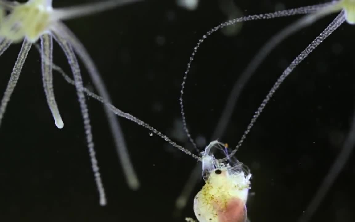 微生物看似平靜的池塘水中無時無刻不進行著生死之戰熟肉大通盛道字幕