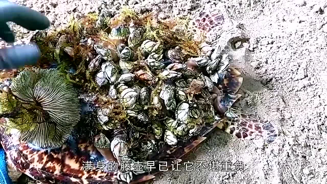 海龟身上长满藤壶,好心小哥耐心清理,清理完成极度舒适!