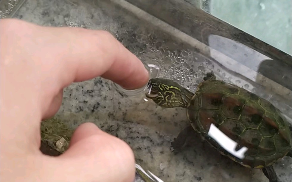 怎么喂小草龟?肯定是拿手喂啊_哔哩哔哩_bilibili
