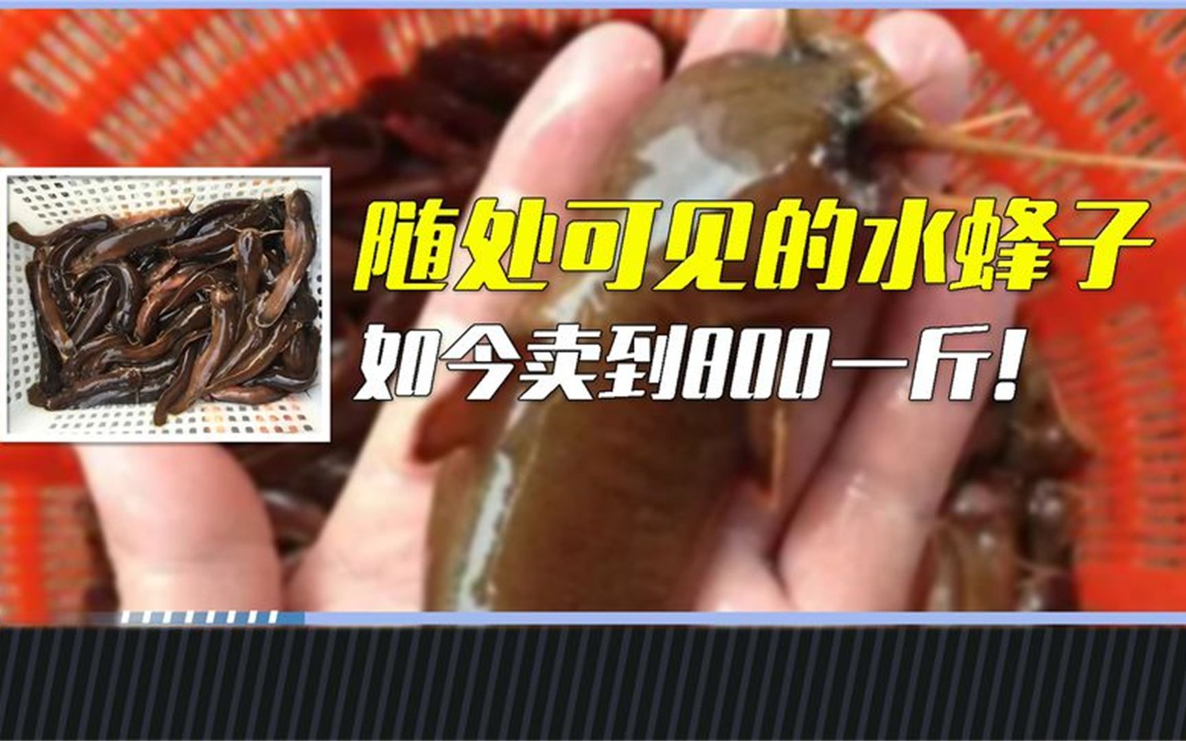 曾经随处可见的水蜂子,如今却能卖到天价,它究竟有何特别之处?