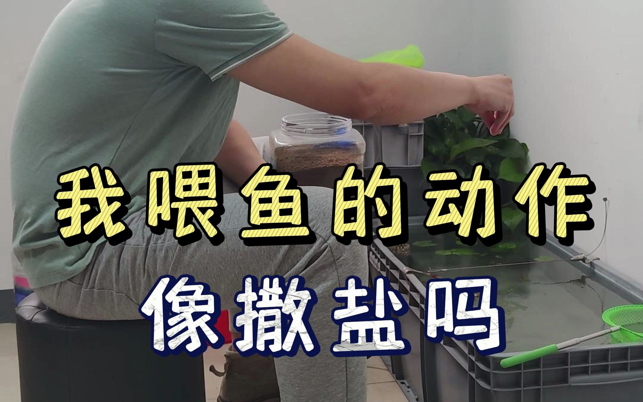 我喂鱼的动作像撒盐吗?