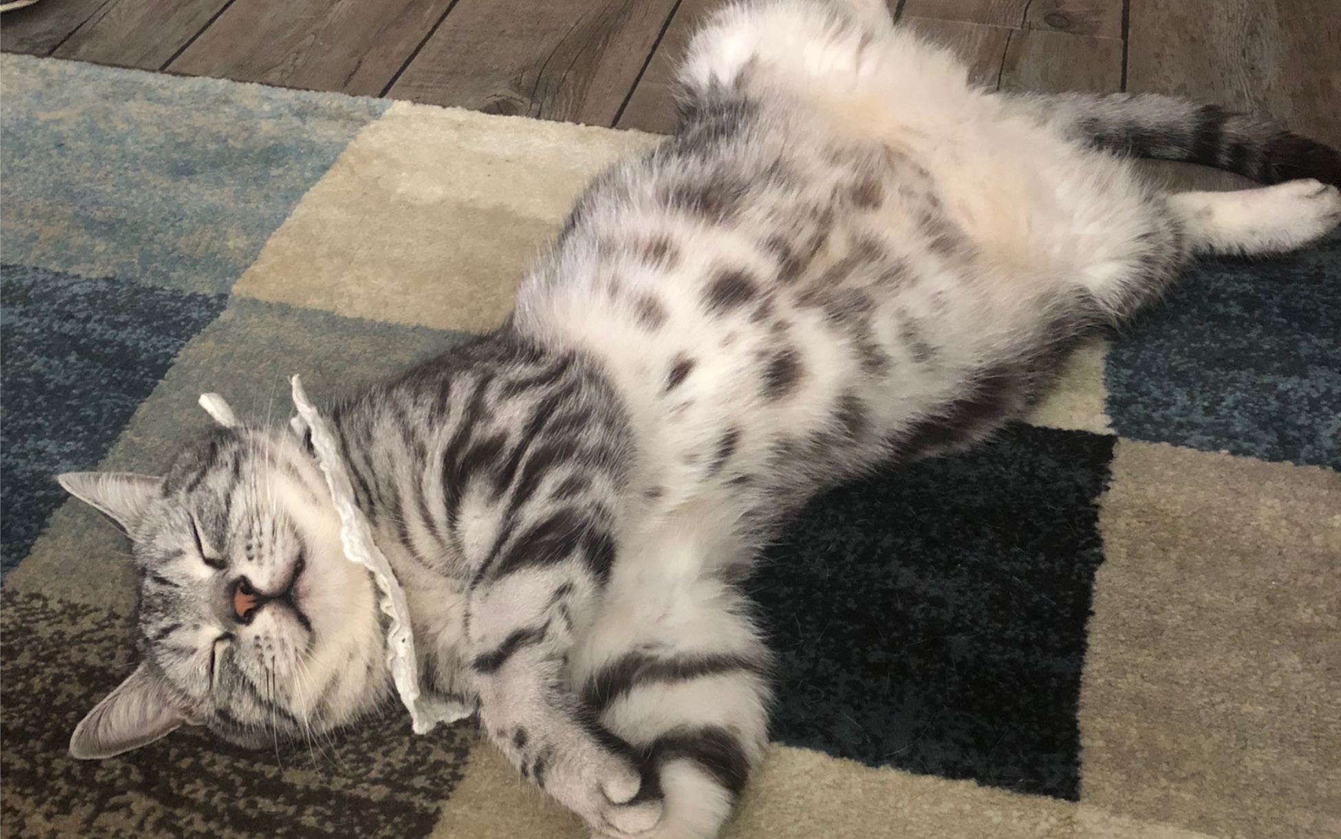 失足小猫咪 被生活无情蹂躏