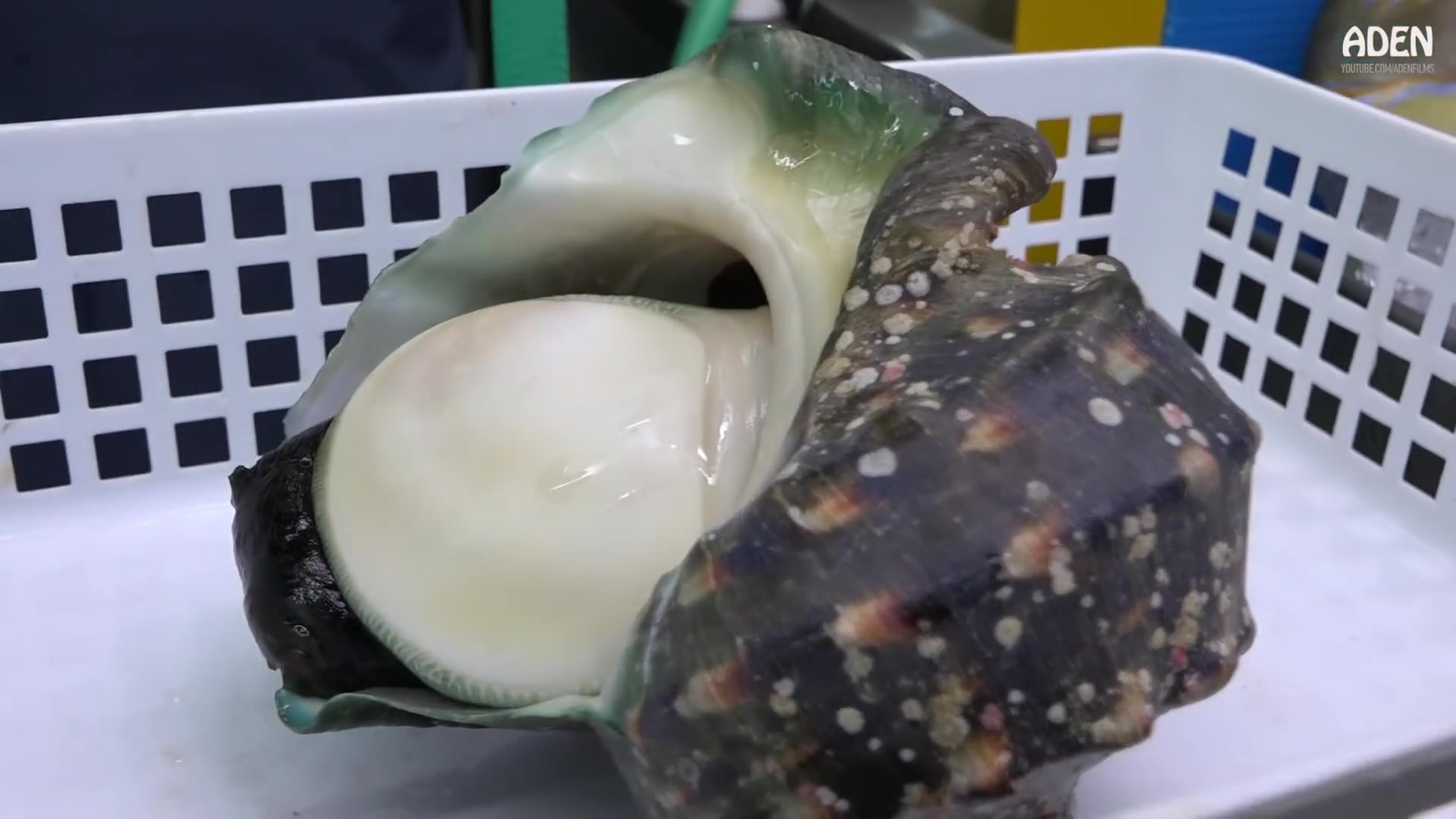 日本街头美食——夜光贝