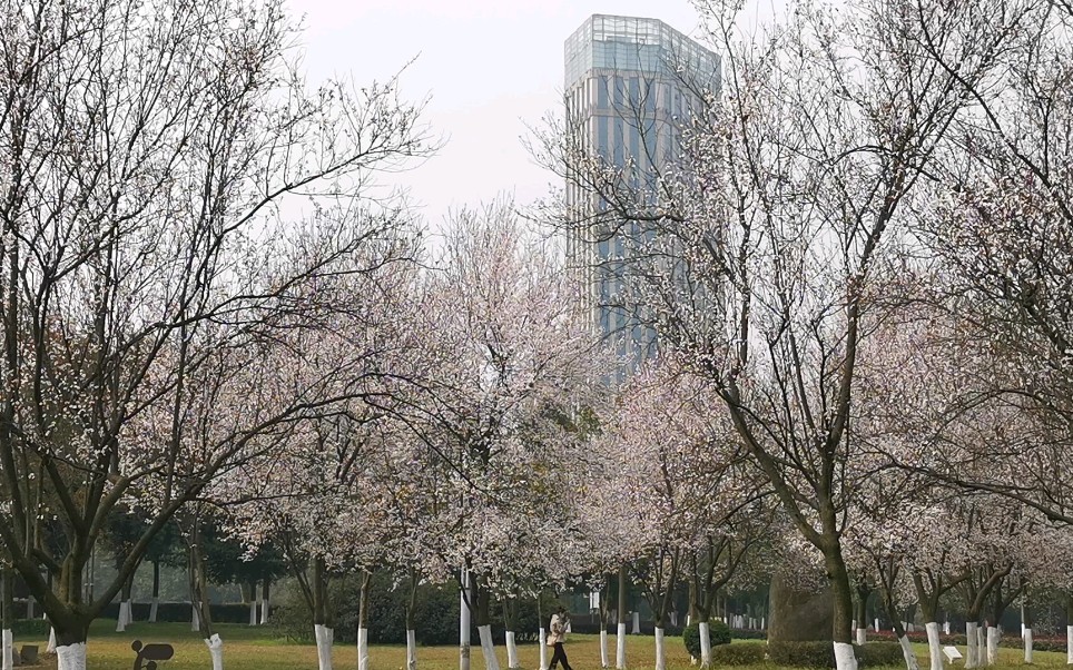 成都南边眉山市政府诗书公园樱花哔哩哔哩bilibili