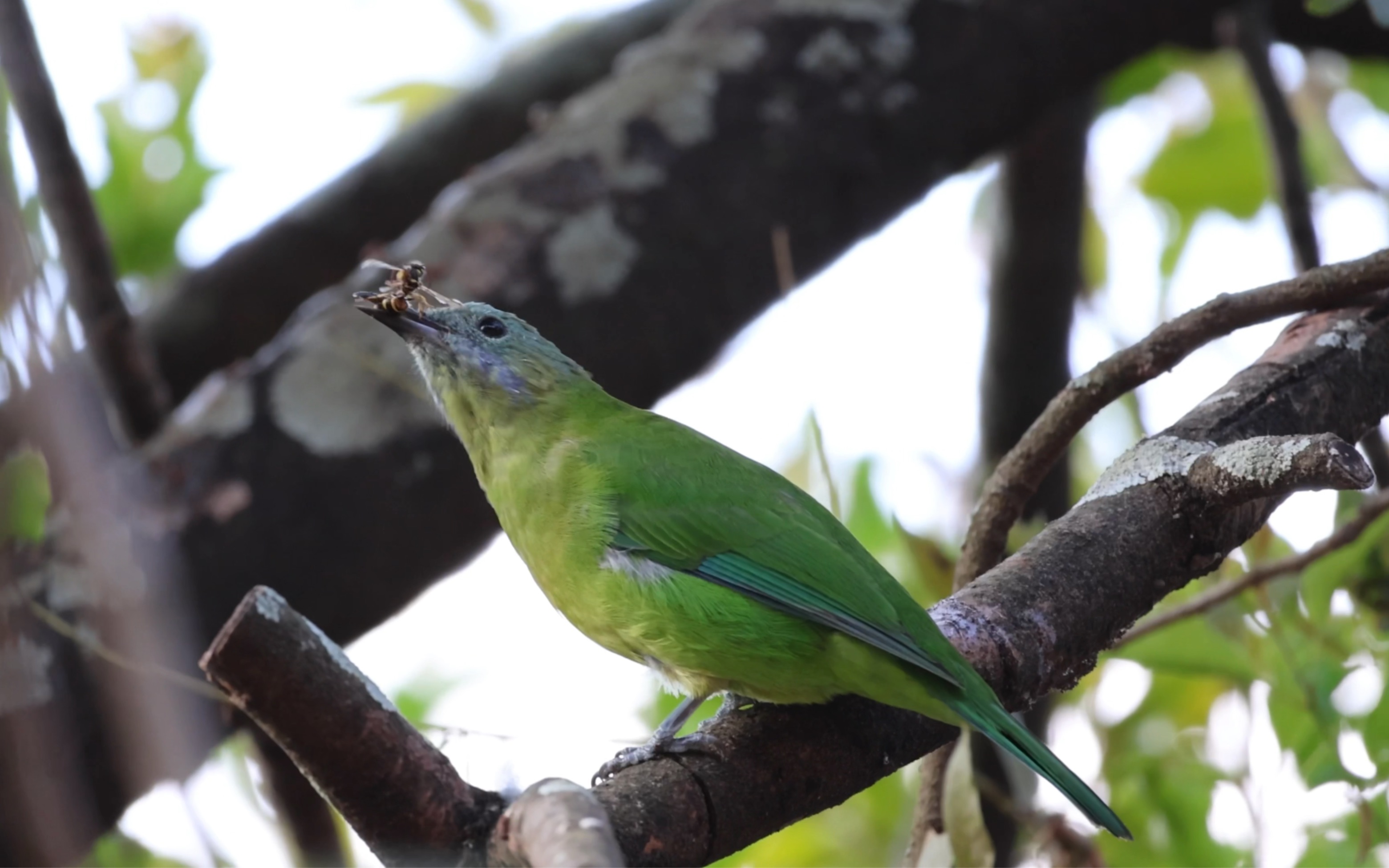 橙腹叶鹎(雌鸟)捕食马蜂