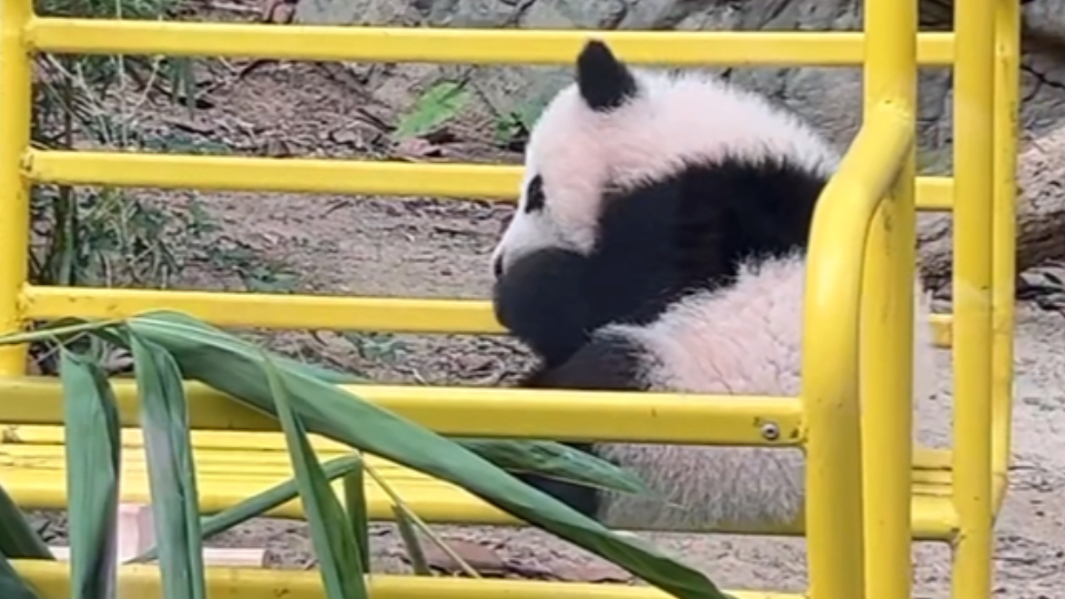 [图]独自玩耍的妹猪，视频来源dy大熊猫三胞胎萌帅酷直播间11.24