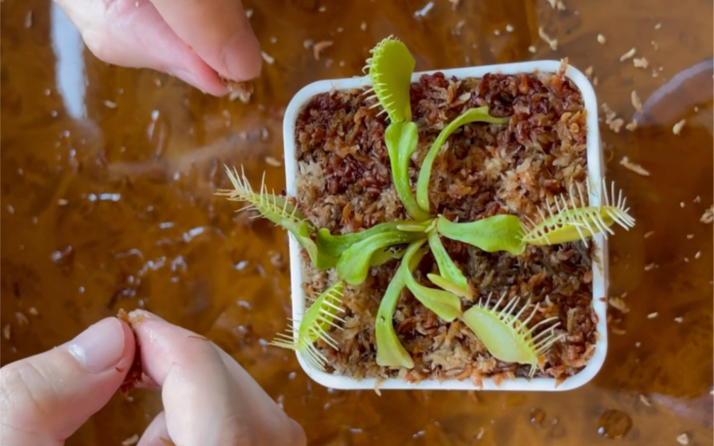 捕蝇草种植指南