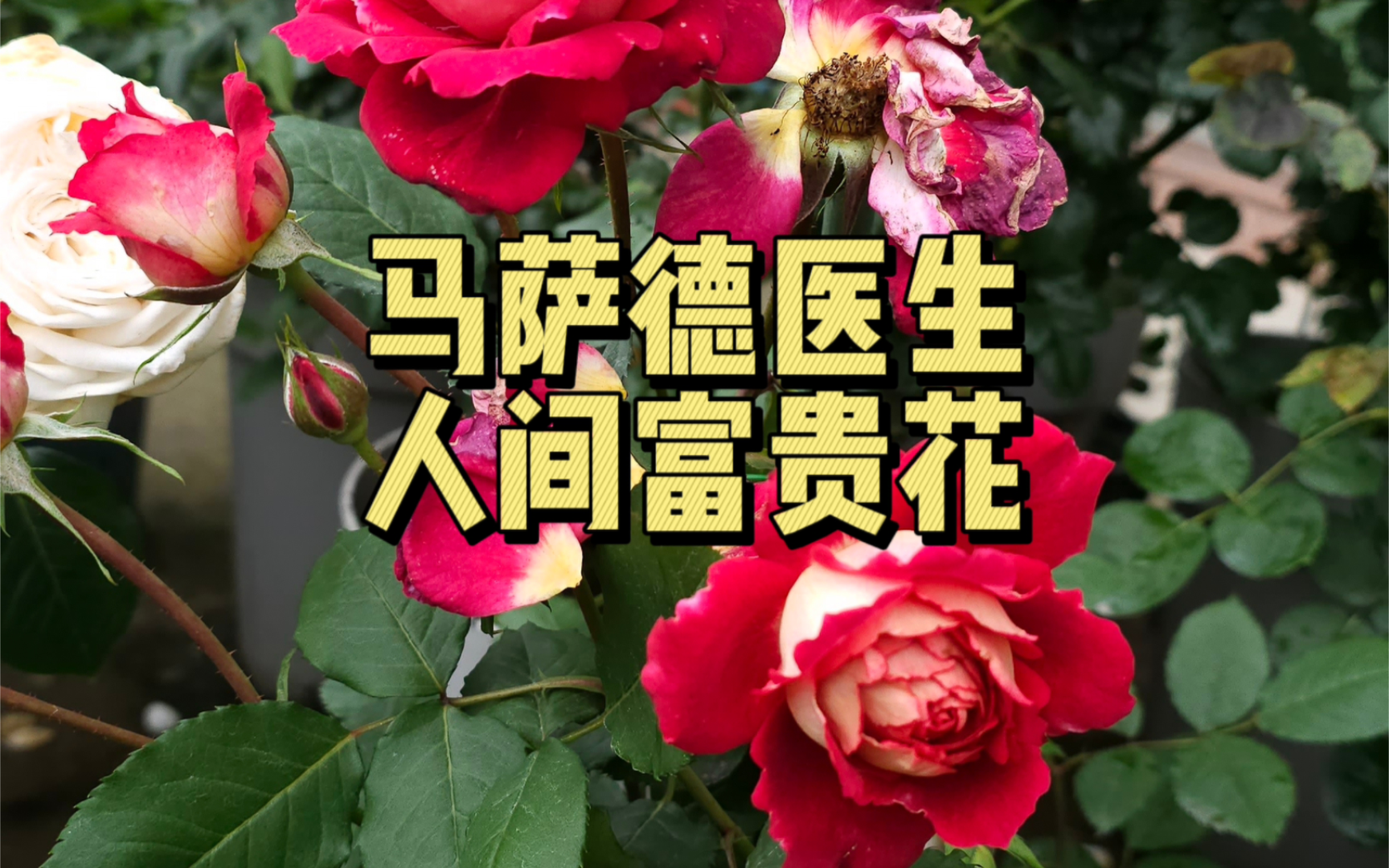 人间富贵花马萨德医生:作为伊莱百年庆典的上位替代品哔哩哔哩bilibili