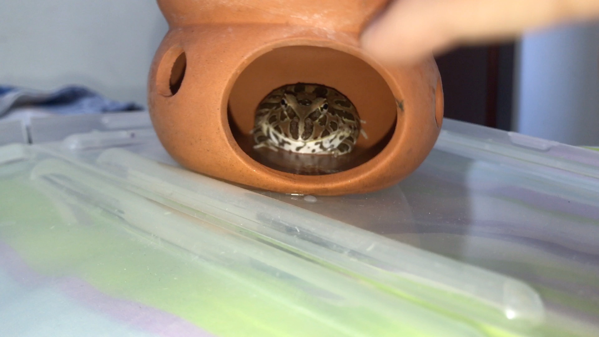 2021-8-25原色角蛙