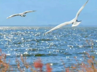 【海鸥翱翔】碧波荡漾