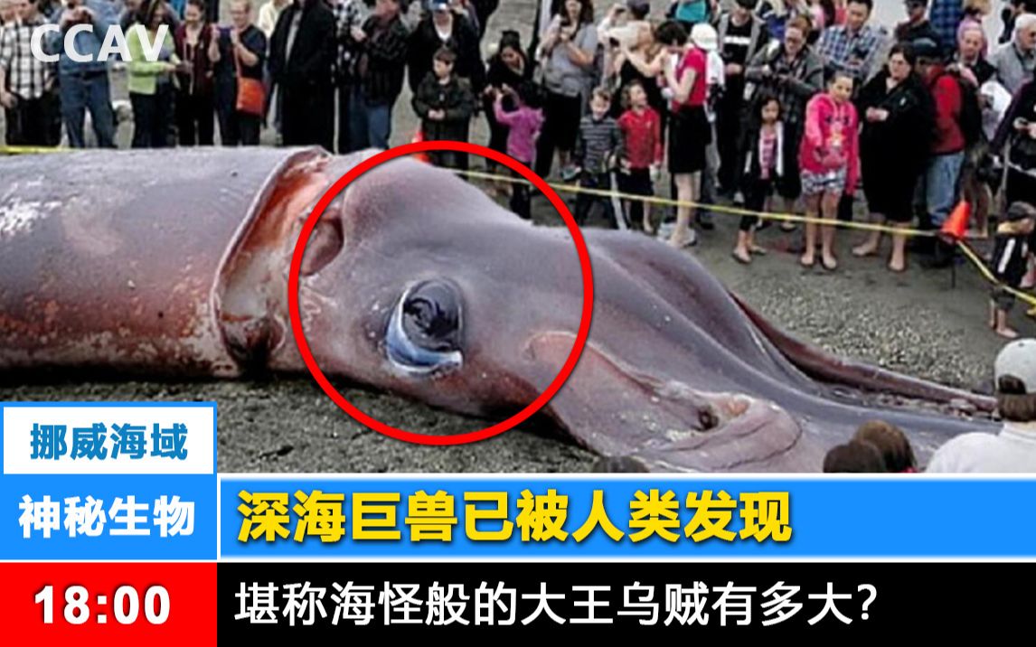 神秘生物 大王乌贼终于被人类发现