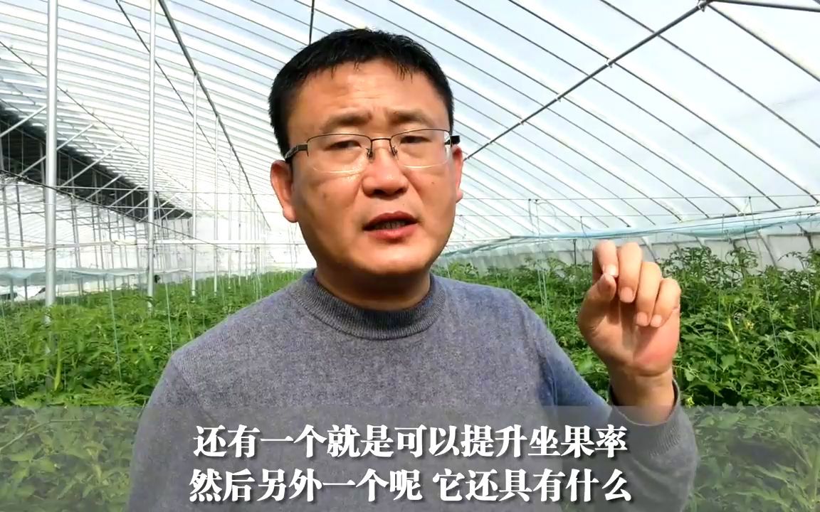 萘乙酸不仅生根好,更能提升坐果率,农户要掌握使用剂量哔哩哔哩bilibili