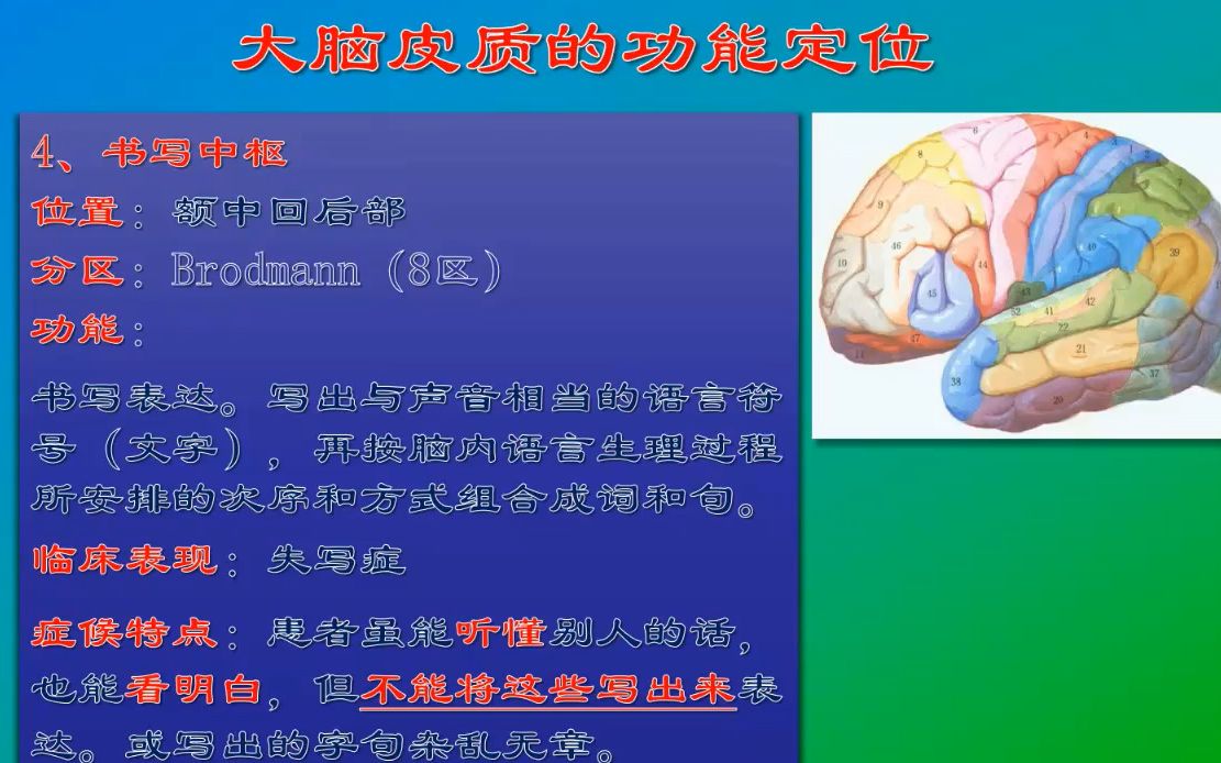 『端脑』大脑皮质的功能定位(语言中枢)哔哩哔哩bilibili