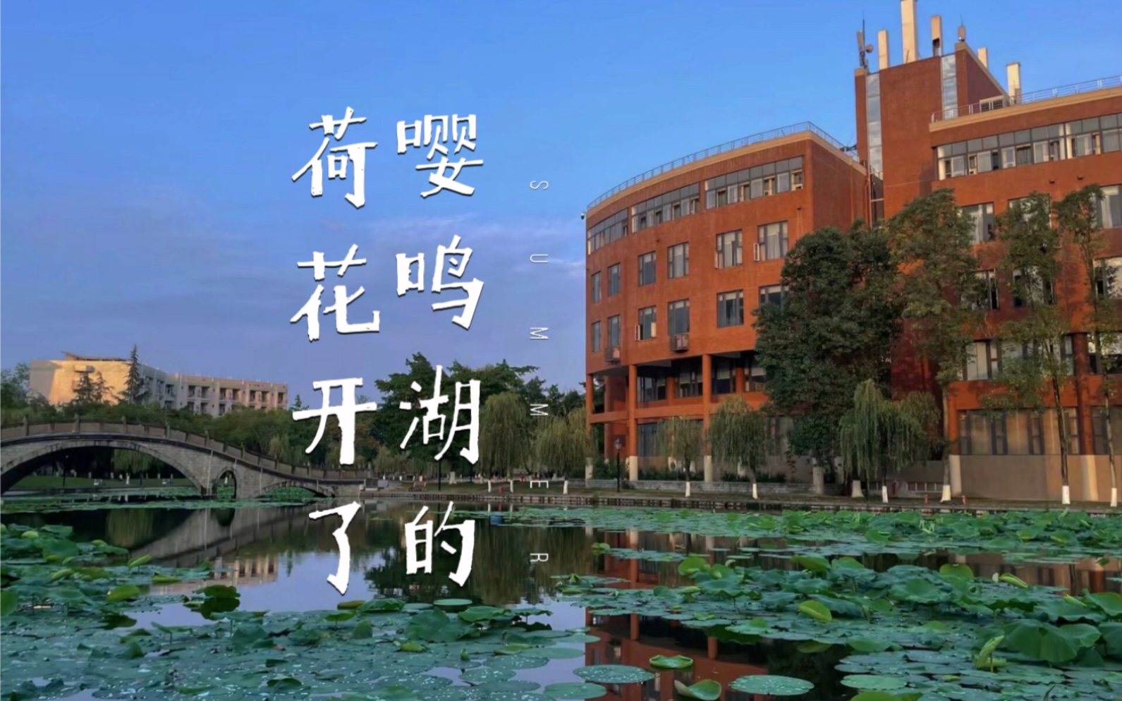 成大嘤鸣湖的荷花开啦