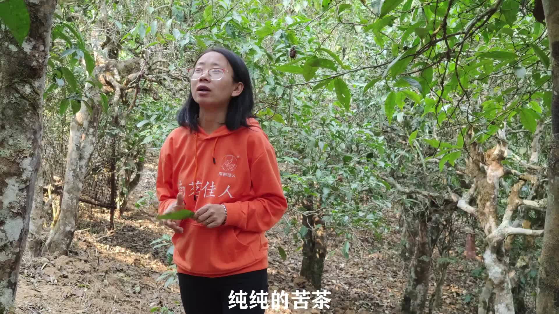 [图]在其他地方，古茶树可能很稀有，不过在老曼峨，百年以上的古茶树可是比比皆是。今天，就和茶山行小分队来老曼峨古茶园看一看吧~