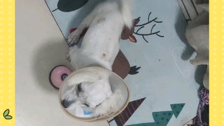 比熊芒果剃毛后抑郁不爱闹了