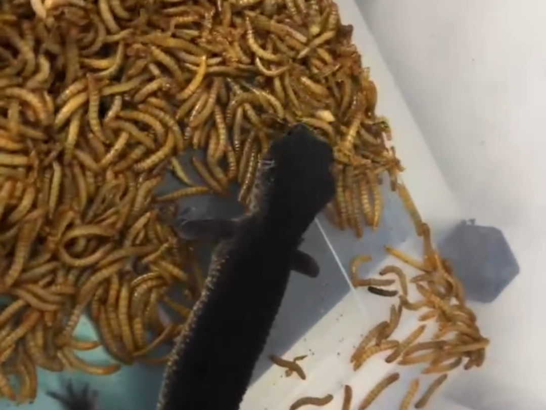 黑夜豹纹守宫之饿虎扑食