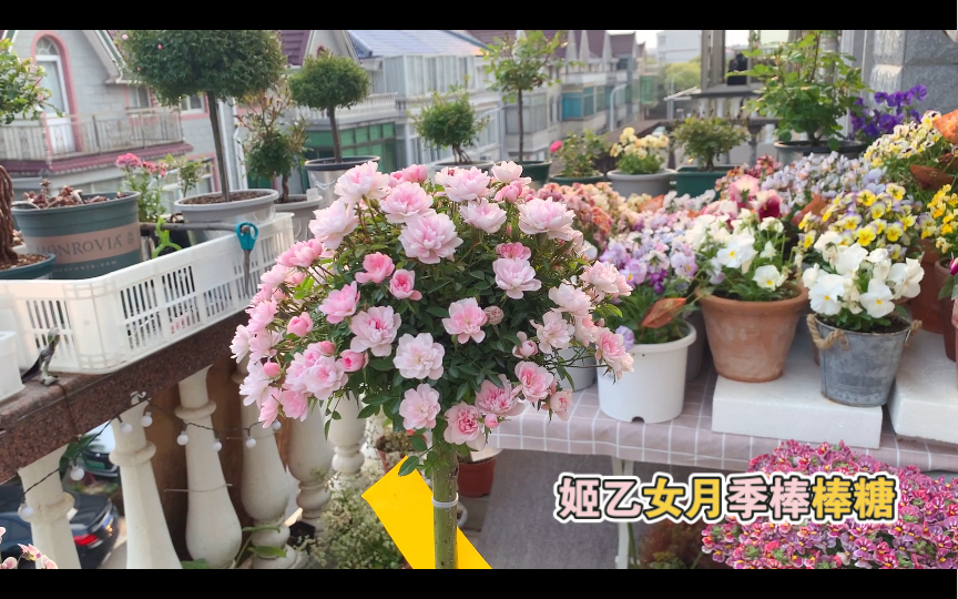 [图]梦中情花-姬乙女月季棒棒糖 花园里的焦点