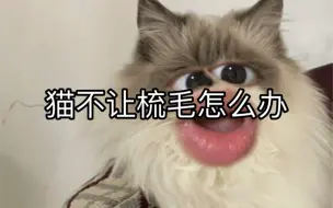 Video herunterladen: 猫不让梳毛怎么办