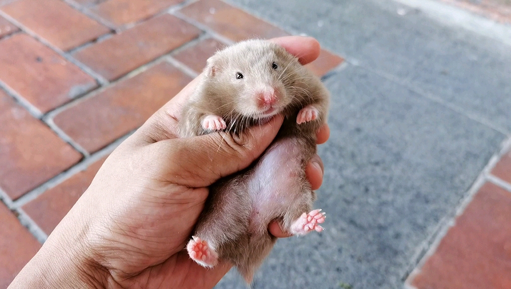 【金丝熊】短毛 亮毛 鸽灰妹妹,超萌的一只,自留款!