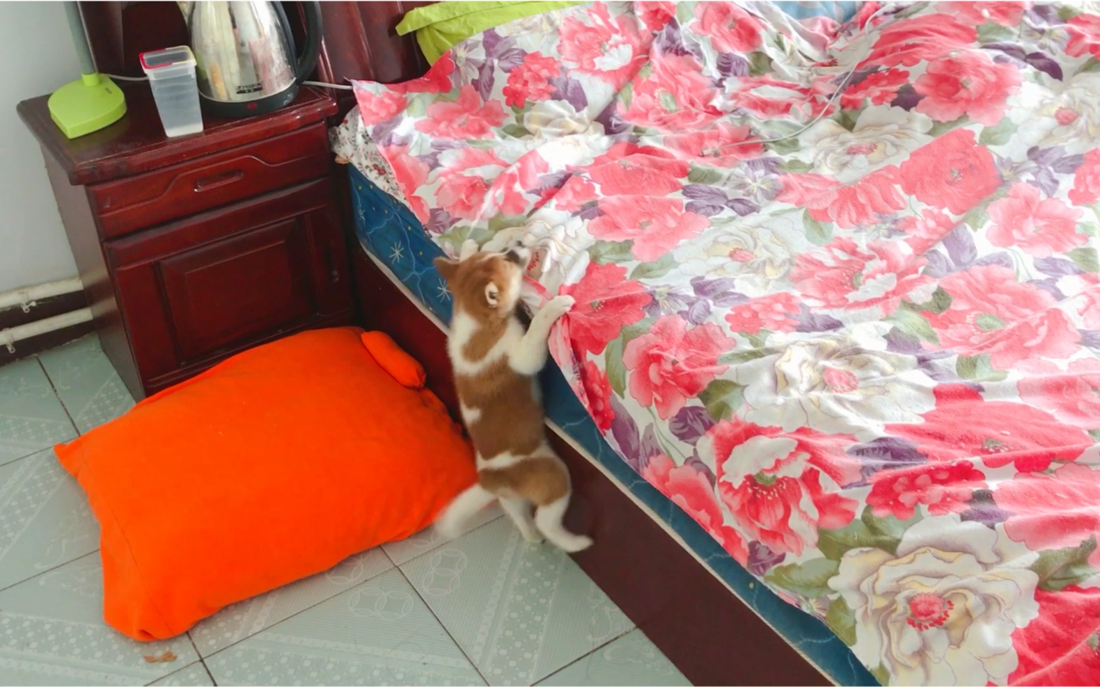 托托已经学会爬床了