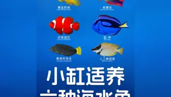 盘点六种适合小海缸的鱼