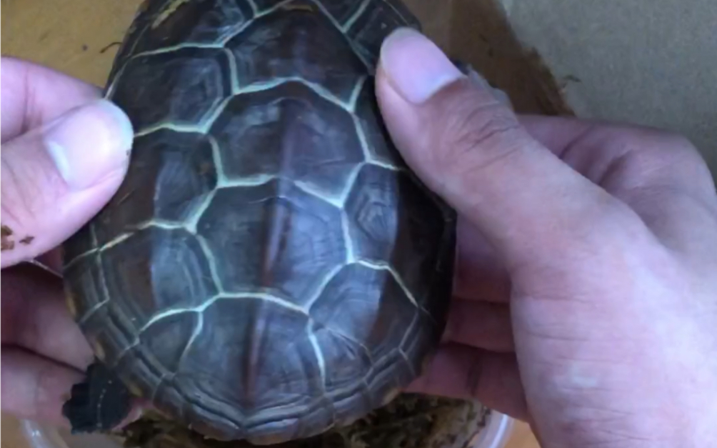 错甲苏北金线草龟