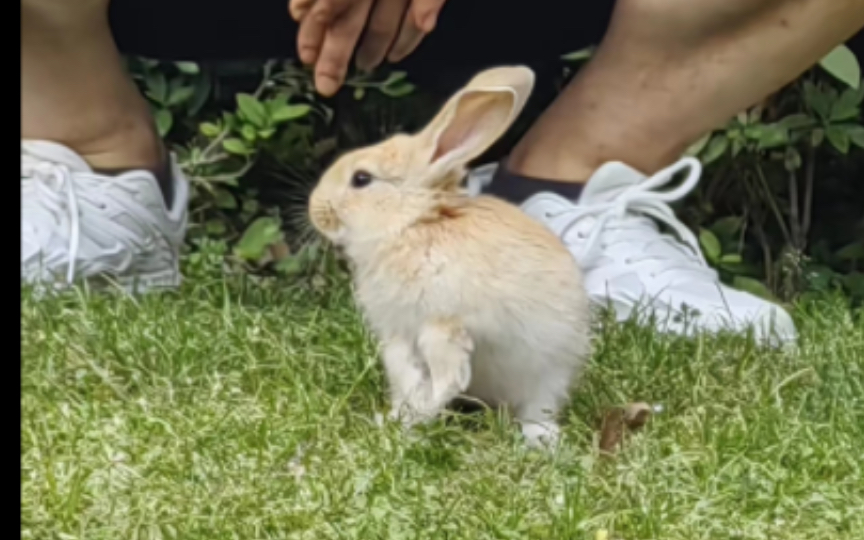 [图]🐇春天里的兔子，好可爱！