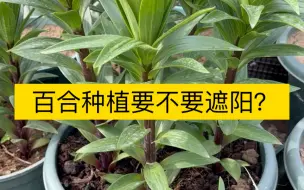 下载视频: 百合种植要不要遮阳？