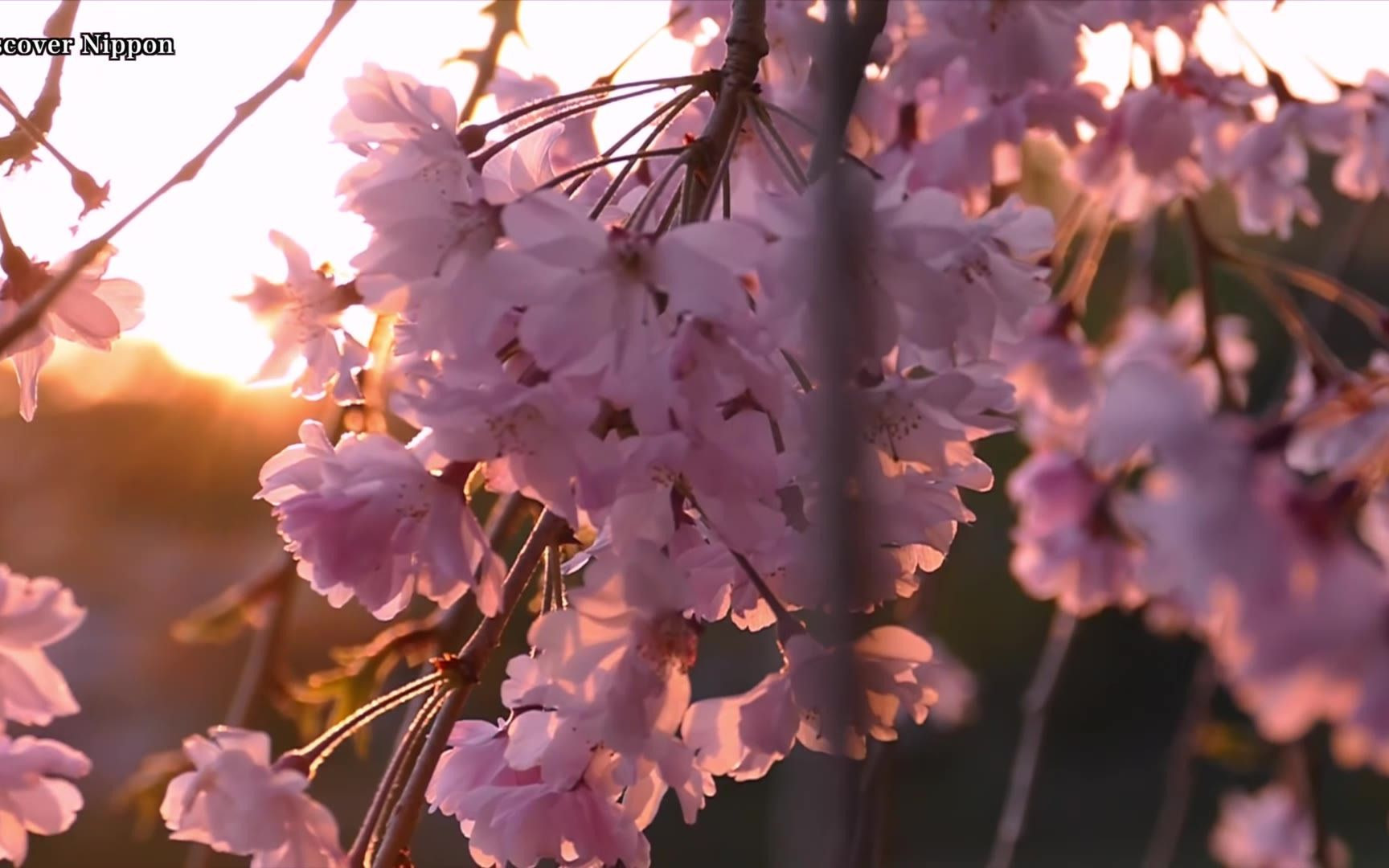 [图]日本櫻花季