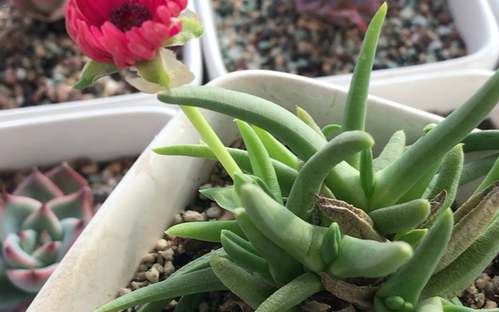 多肉植物 奔龙 Cephalophyllum framesii L.Bolus 原产地为南部非洲 花朵习惯在中午阳光下开放 傍晚时会自动闭合 待次日再开 雏菊型哔哩哔哩bilibili