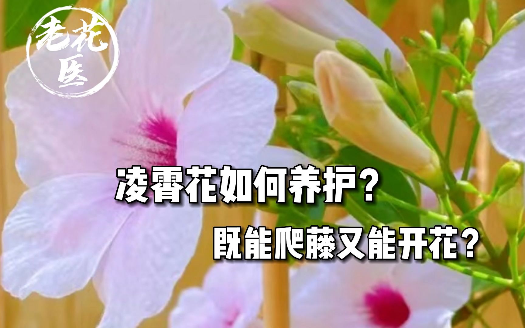 什么植物又会爬藤又会开花,花量很大,还很耐寒?哔哩哔哩bilibili