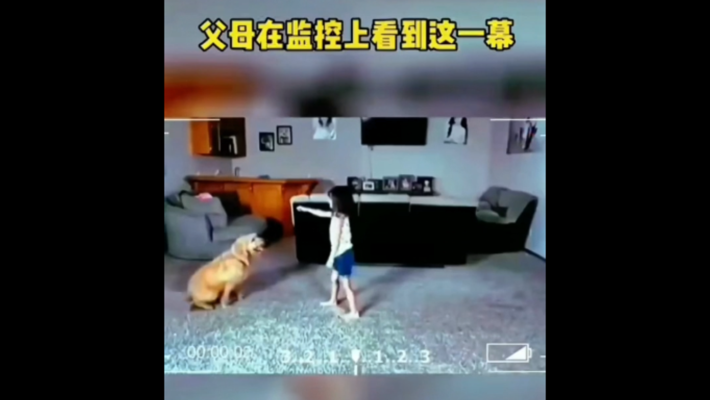 当孩子和狗子独自在家时,父母调监控看到这一幕哔哩哔哩bilibili