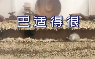 下载视频: 【仓鼠造景】局清+最近很流行的纸筒偷窥~